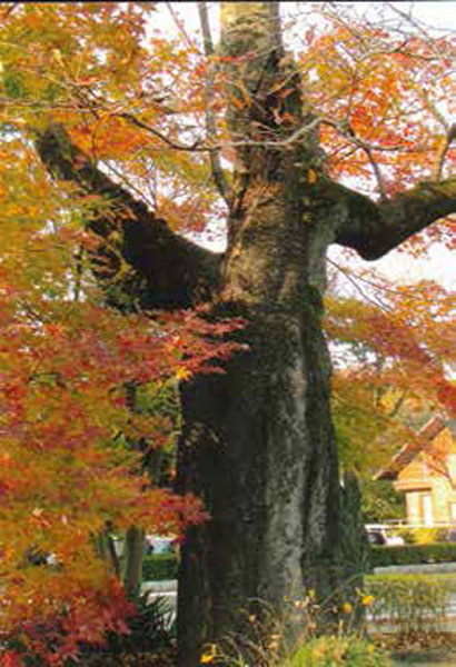 冬枯れの桜の木ともみじの紅葉