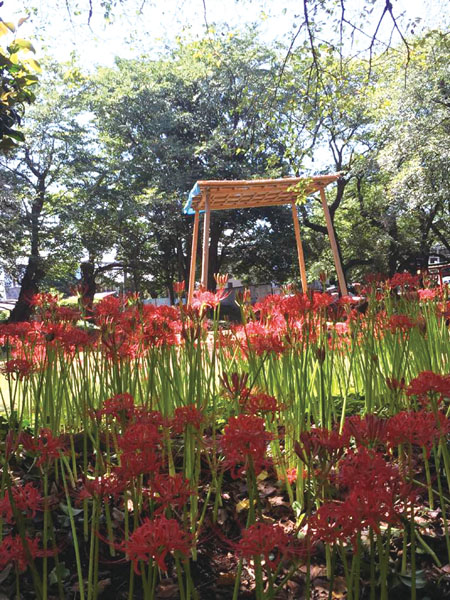 岩槻区　篠岡八幡神社　曼珠沙華