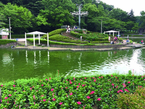 ハイビスカスの咲く池のほとり