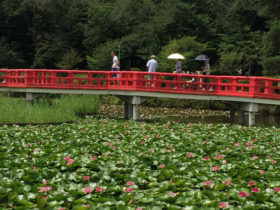 岩槻城址公園の睡蓮