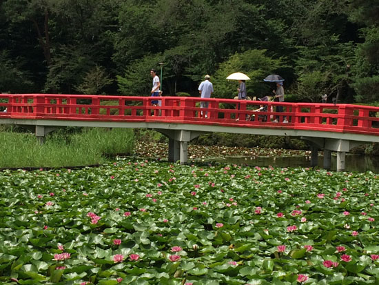 岩槻城址公園の睡蓮