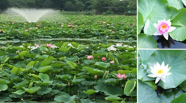 見沼自然公園の蓮