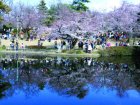 城址公園の桜