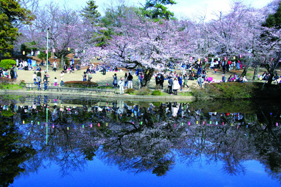 城址公園の桜