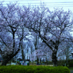 こばと児童公園の桜