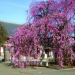 浄源寺の枝垂れ桜