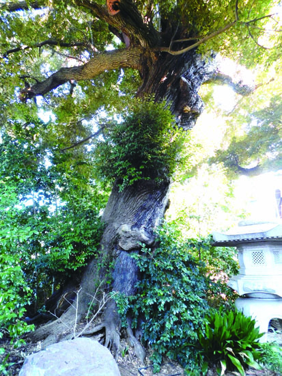 岩槻　大龍寺のシイノキ