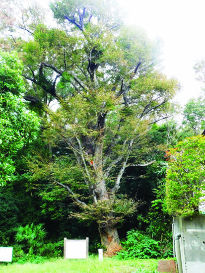 岩槻城址公園のケヤキ