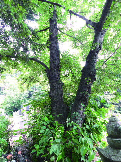 岩槻　大光寺のボダイジュ