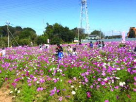 岩槻イベント　コスモス無料摘み取り