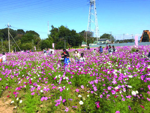 岩槻イベント　コスモス無料摘み取り